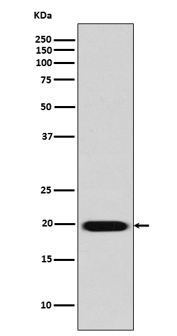 1 - Anti-Caveolin-2 CAV2 Rabbit Monoclonal Antibody ABO14015