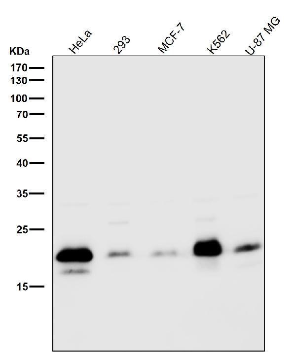 1 - Anti-Caveolin-2 CAV2 Rabbit Monoclonal Antibody ABO14015