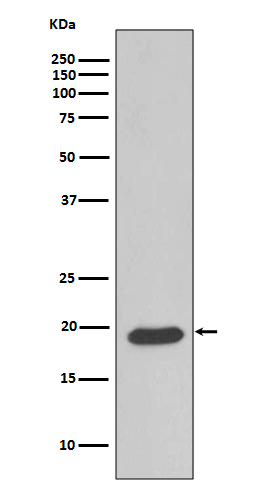 1 - Anti-Caveolin-3 CAV3 Rabbit Monoclonal Antibody ABO14016
