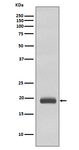 1 - Anti-Caveolin-3 CAV3 Rabbit Monoclonal Antibody ABO14017