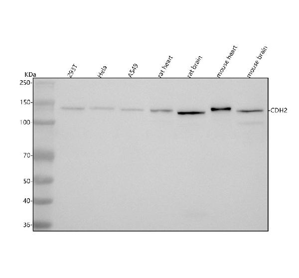 1 - Anti-N-Cadherin-2 CDH2 CD325-Rabbit Monoclonal Antibody ABO14018
