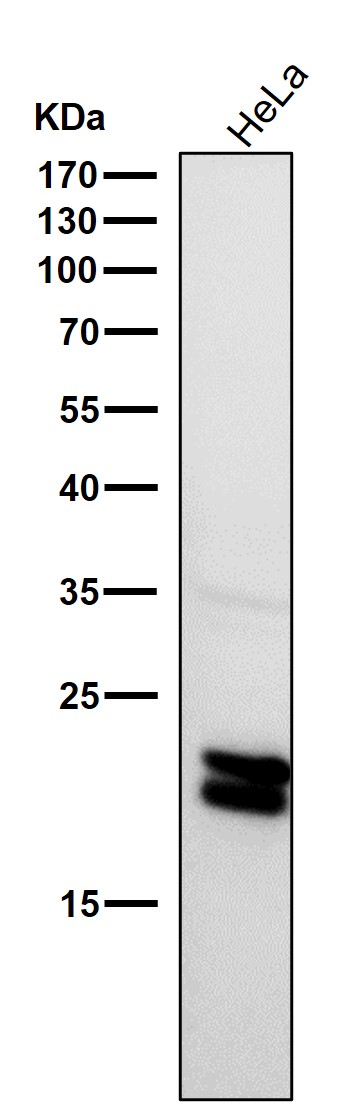 1 - Anti-Caveolin-1 CAV1 Rabbit Monoclonal Antibody ABO14019