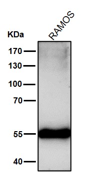 1 - Anti-Mutant p53 Rabbit Monoclonal Antibody ABO14020