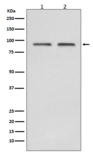 1 - Anti-Hsp90 beta HSP90AB1 Rabbit Monoclonal Antibody ABO14022