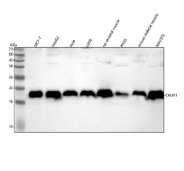 1 - Anti-Calmodulin Rabbit Monoclonal Antibody ABO14024