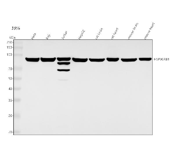 1 - Anti-Hsp90 beta HSP90AB1 Rabbit Monoclonal Antibody ABO14025