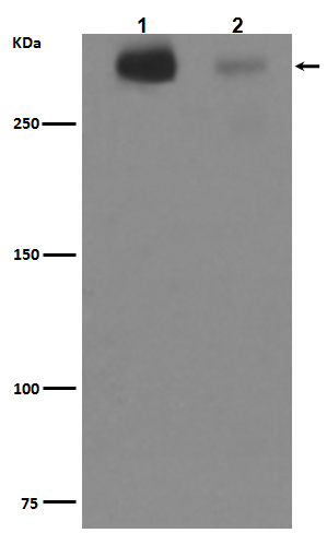 1 - Anti-Tenascin C TNC Rabbit Monoclonal Antibody ABO14026