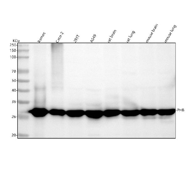 1 - Anti-Prohibitin PHB Rabbit Monoclonal Antibody ABO14030