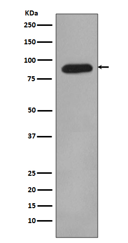 1 - Anti-HIF-1 beta ARNT Rabbit Monoclonal Antibody ABO14031