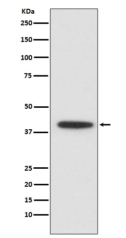 1 - Anti-CEBP alpha Rabbit Monoclonal Antibody ABO14035