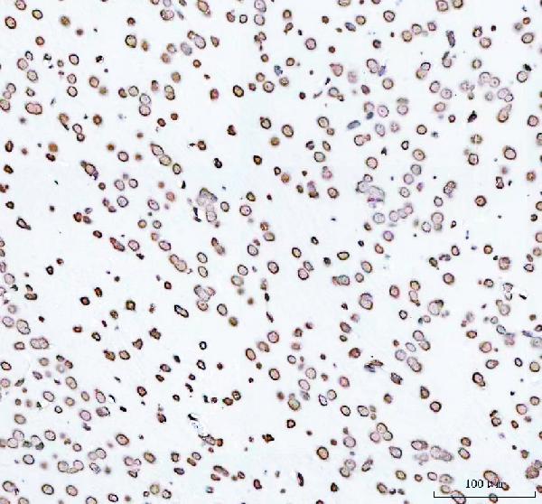 2 - Anti-Histone H4 HIST1H4A Rabbit Monoclonal Antibody ABO14036
