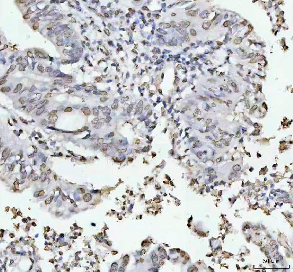 2 - Anti-Histone H4 HIST1H4A Rabbit Monoclonal Antibody ABO14036