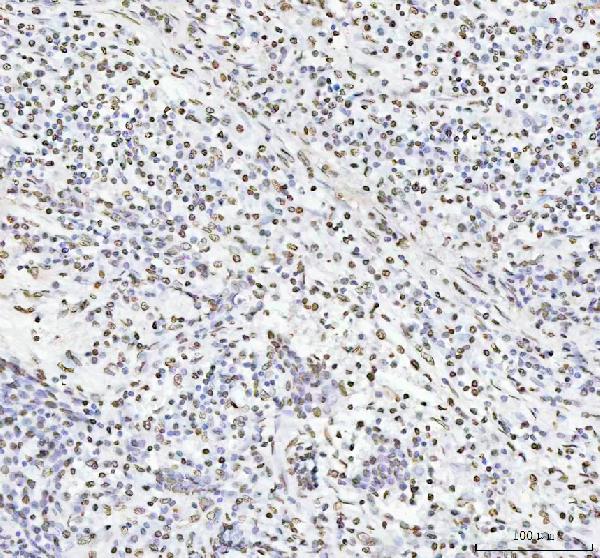 2 - Anti-Histone H4 HIST1H4A Rabbit Monoclonal Antibody ABO14036