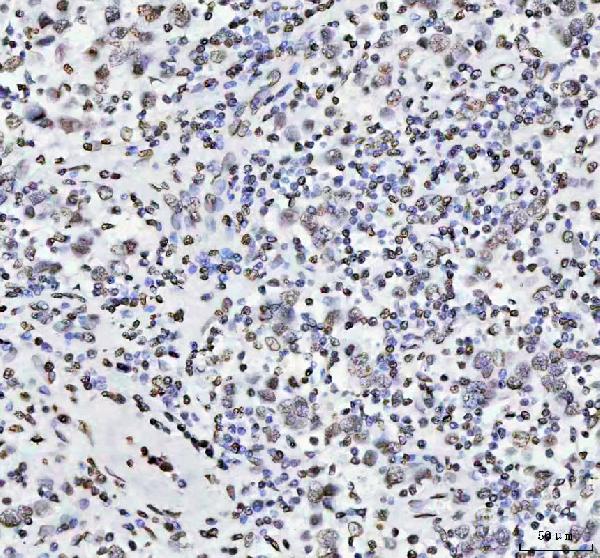 2 - Anti-Histone H4 HIST1H4A Rabbit Monoclonal Antibody ABO14036