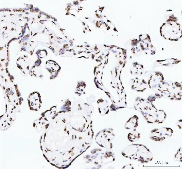 2 - Anti-Histone H4 HIST1H4A Rabbit Monoclonal Antibody ABO14036