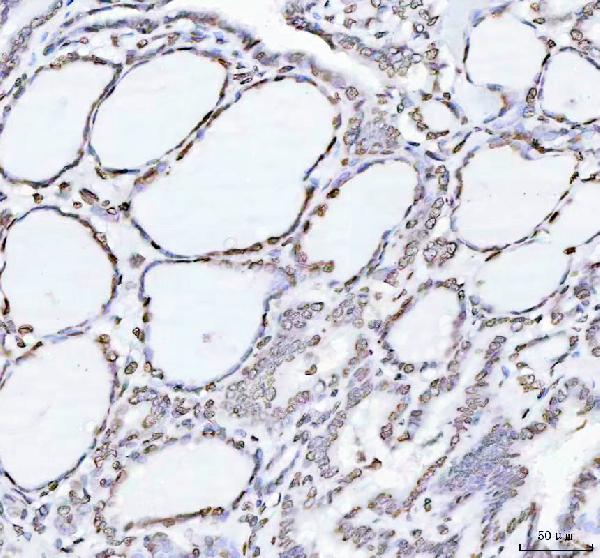 2 - Anti-Histone H4 HIST1H4A Rabbit Monoclonal Antibody ABO14036