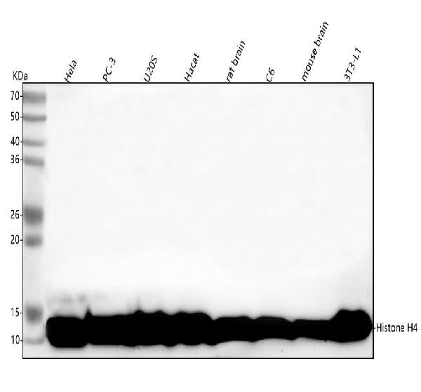 1 - Anti-Histone H4 HIST1H4A Rabbit Monoclonal Antibody ABO14036