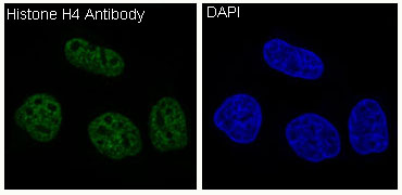 3 - Anti-Histone H4 HIST1H4A Rabbit Monoclonal Antibody ABO14036