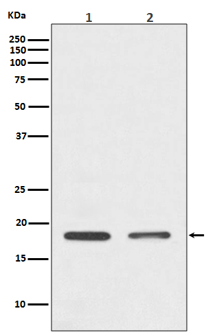 1 - Anti-Histone H3 HIST1H3A Rabbit Monoclonal Antibody ABO14037
