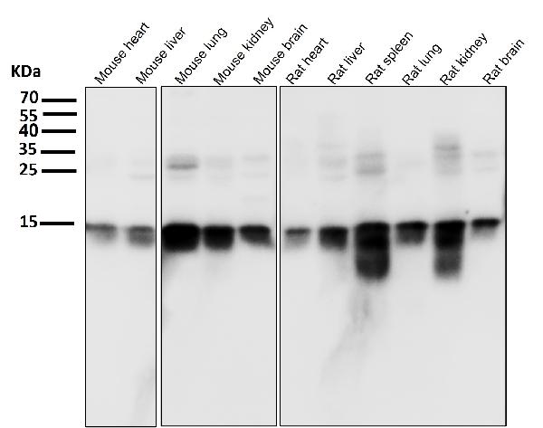 1 - Anti-Histone H3 HIST1H3A Rabbit Monoclonal Antibody ABO14037