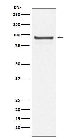 1 - Anti-Cdc27/APC3 Rabbit Monoclonal Antibody ABO14038