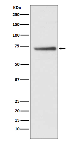 1 - Anti-Cdc16/APC6 Rabbit Monoclonal Antibody ABO14039