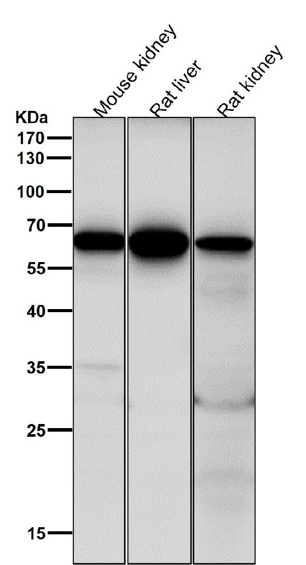 1 - Anti-Cdc16/APC6 Rabbit Monoclonal Antibody ABO14039