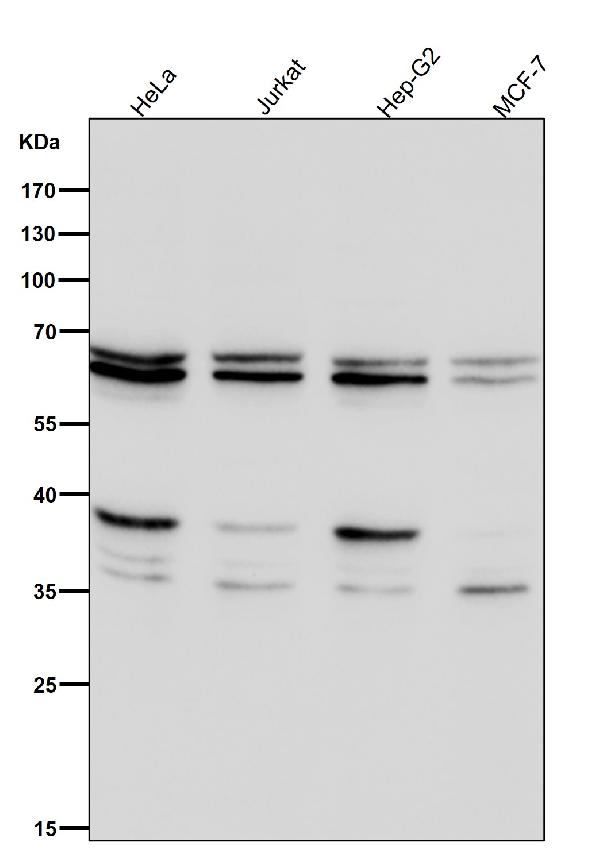 1 - Anti-Cdc16/APC6 Rabbit Monoclonal Antibody ABO14039