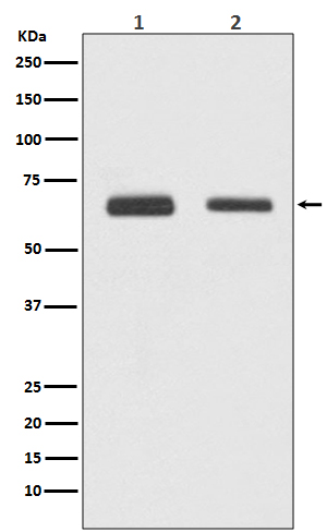 1 - Anti-Cdc23/APC8 Rabbit Monoclonal Antibody ABO14040