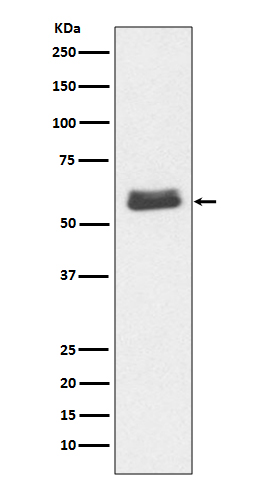 1 - Anti-Caspase-10 Rabbit Monoclonal Antibody ABO14041