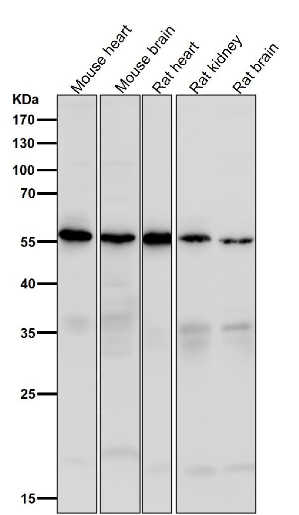 1 - Anti-Caspase-10 Rabbit Monoclonal Antibody ABO14041