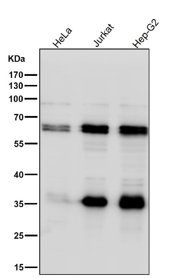 1 - Anti-Caspase-10 Rabbit Monoclonal Antibody ABO14041