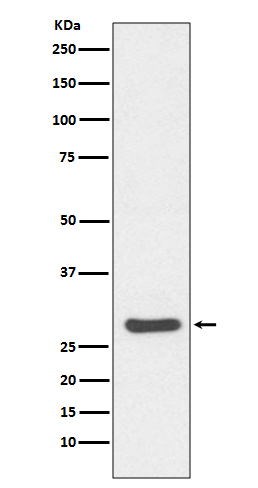 1 - Anti-Caspase-14 Rabbit Monoclonal Antibody ABO14042