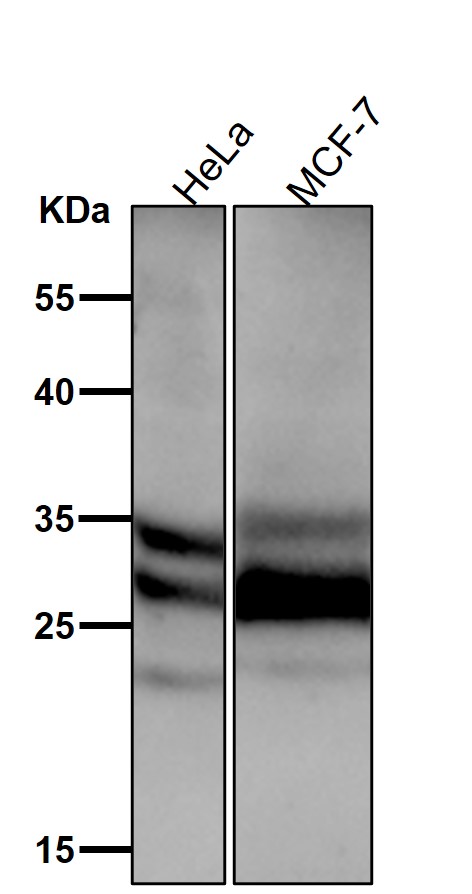 1 - Anti-Caspase-14 Rabbit Monoclonal Antibody ABO14042