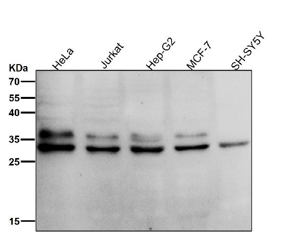 1 - Anti-Caspase-14 Rabbit Monoclonal Antibody ABO14042