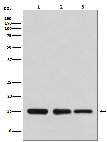 1 - Anti-Histone H3 HIST1H3A Rabbit Monoclonal Antibody ABO14044