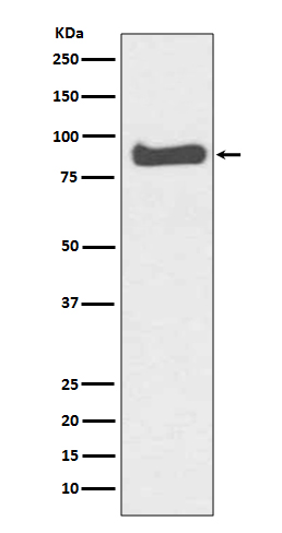 1 - Anti-Mitofusin1 MFN1 Rabbit Monoclonal Antibody ABO14045