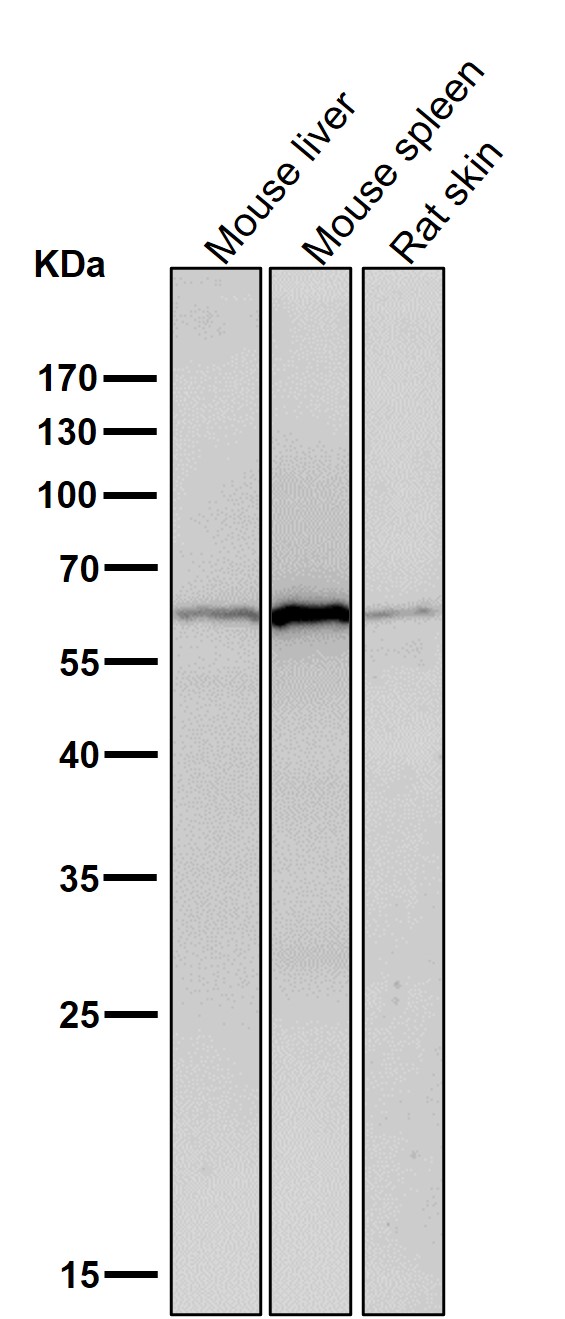 1 - Anti-Collagen X COL10A1 Rabbit Monoclonal Antibody ABO14046