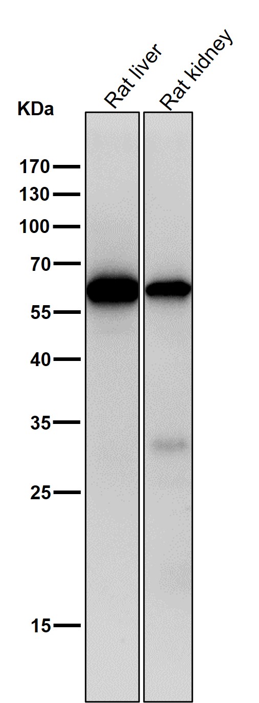 1 - Anti-Collagen X COL10A1 Rabbit Monoclonal Antibody ABO14046