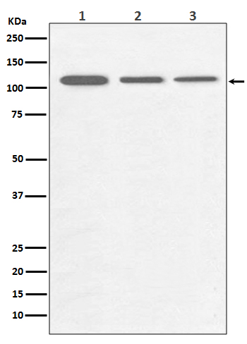 1 - Anti-PGC1 alpha PPARGC1A Rabbit Monoclonal Antibody ABO14047