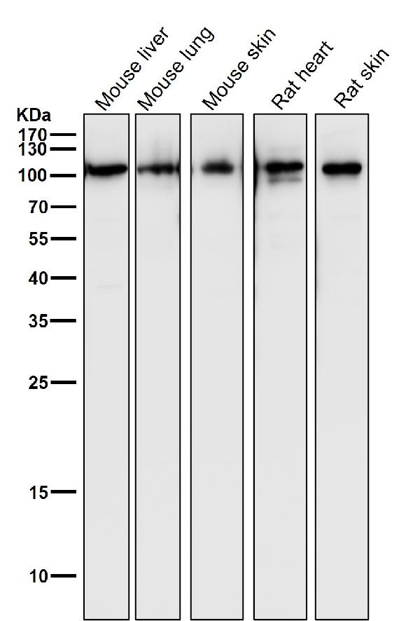 1 - Anti-PGC1 alpha PPARGC1A Rabbit Monoclonal Antibody ABO14047