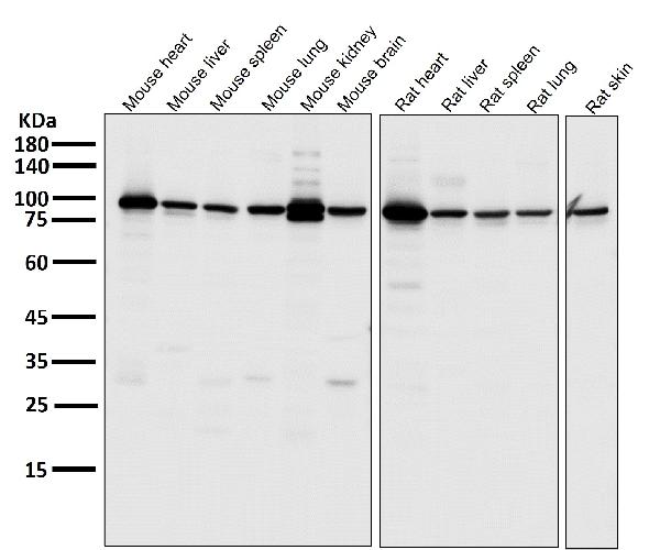 1 - Anti-PGC1 alpha PPARGC1A Rabbit Monoclonal Antibody ABO14047