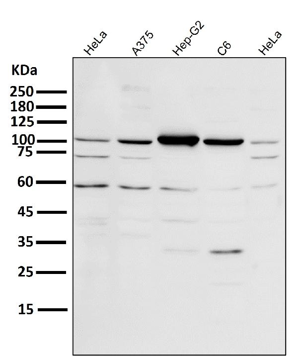 1 - Anti-PGC1 alpha PPARGC1A Rabbit Monoclonal Antibody ABO14047