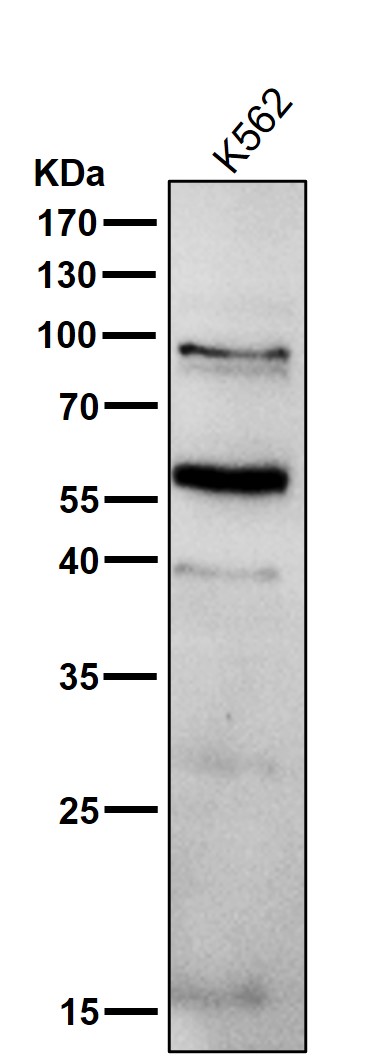 1 - Anti-PPAR gamma Rabbit Monoclonal Antibody ABO14048