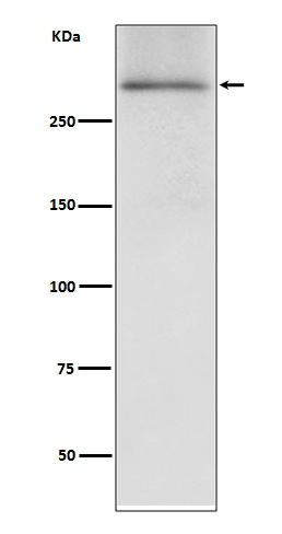 1 - Anti-Dystrophin DMD Rabbit Monoclonal Antibody ABO14050