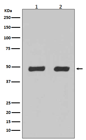 1 - Anti-Flotillin 2 FLOT2 Rabbit Monoclonal Antibody ABO14059
