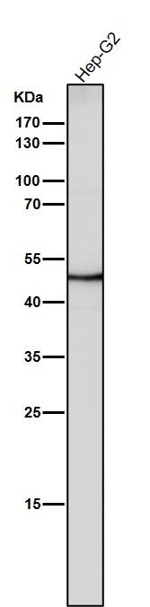 1 - Anti-Flotillin 2 FLOT2 Rabbit Monoclonal Antibody ABO14059