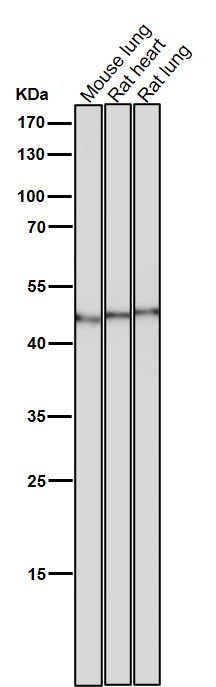 1 - Anti-Flotillin 2 FLOT2 Rabbit Monoclonal Antibody ABO14059