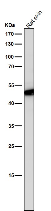 1 - Anti-Flotillin 2 FLOT2 Rabbit Monoclonal Antibody ABO14059
