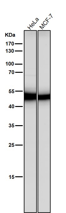 1 - Anti-Flotillin 2 FLOT2 Rabbit Monoclonal Antibody ABO14059